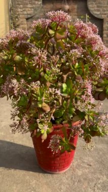 Küçük pembe-beyaz çiçekli Crassula ovata yeşimi.