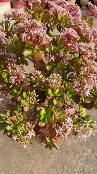 Crassula Ovata Счастливое Растение Полное Цветов — стоковое видео