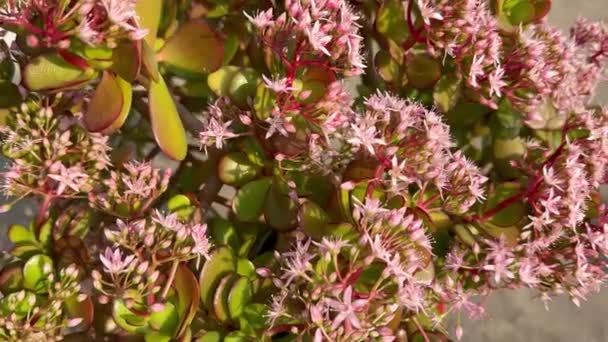 Arbusto Floreciente Crassula Ovata Jade Planta Primer Plano — Vídeo de stock