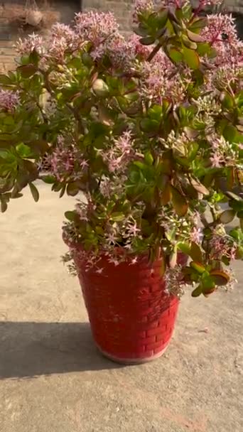 Растение Оваты Мелкими Соцветиями Белого Цвета — стоковое видео