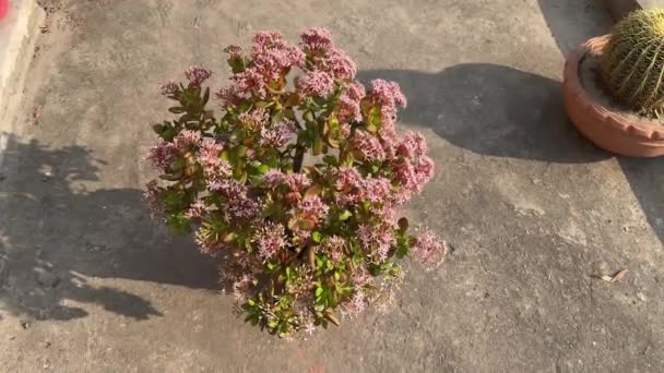 Hermosa Planta Crassula Ovata Con Gruesas Ramas Llenas Flores — Vídeos de Stock