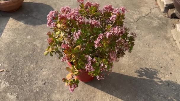 Crassula Ovata Sappige Plant Met Kleine Roze Bloemen — Stockvideo