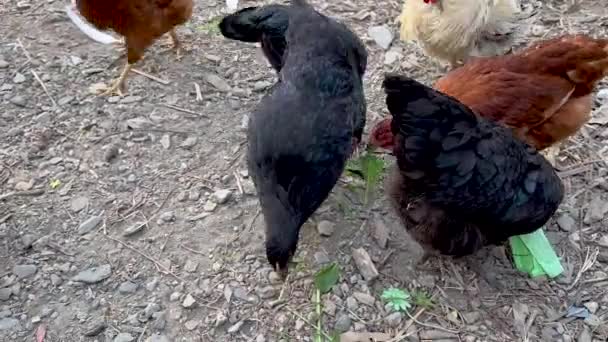Die Zucht Von Hinterhofhühnern Hinterhof Konzept Der Ökologischen Geflügelhaltung — Stockvideo