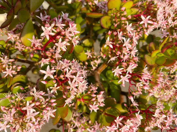 Flowering bush of Crassula ovata jade plant closeup