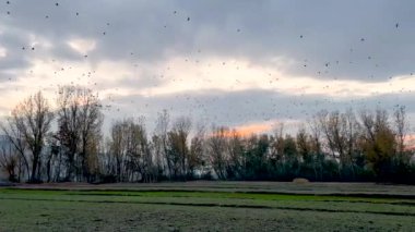 Kışın günbatımında sonbaharda ağaçların üzerinden uçan kuş sürüsü