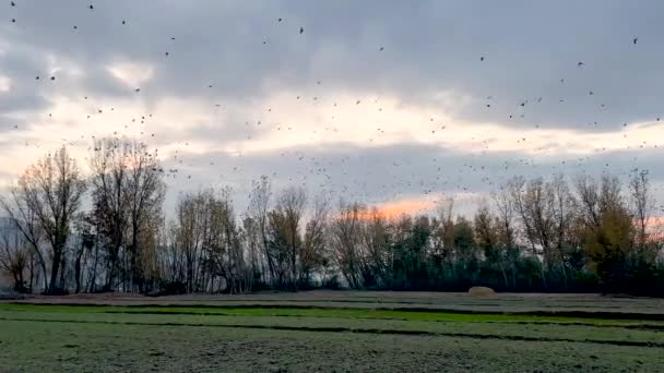 Stado Kruczych Ptaków Latających Nad Drzewami Jesienią Zachodzie Słońca Zimie — Wideo stockowe