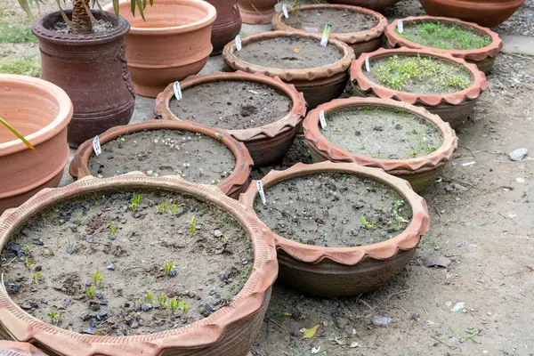 Growing vegetables in large clay pots. Container gardening concept.