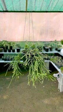 Rhipsalis asılmış bir tencerede