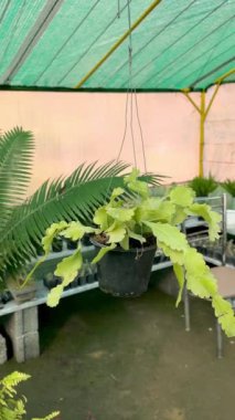 Rhipsalis rhombea asılmış bir tencerede