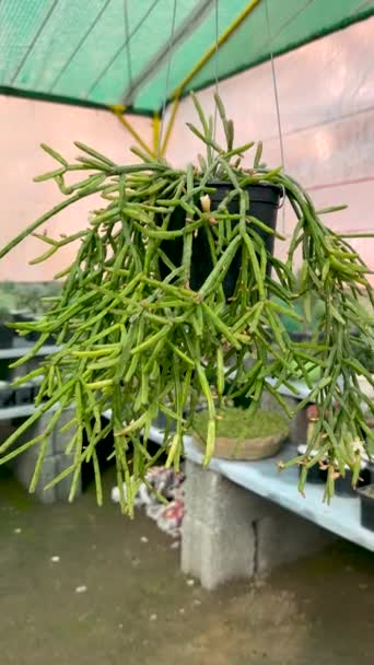 Растение Рипсалиса Подвешенном Котле — стоковое видео