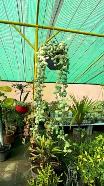 Dischidia Nummularia Variegata Μεγάλο Όμορφο Πράσινο Φυτό Creeper Ένα Κρεμαστό — Αρχείο Βίντεο