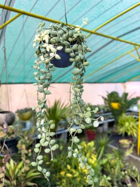 Dischidia nummularia variegata beautiful green creeper plant in a hanging basket clipart