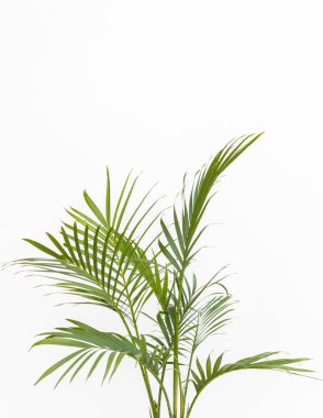 Kedi palmiyesi, ince yeşil baston gibi yaprak sapları ve yaprakları olan kapalı bir yerde yetişir. Ev dekorasyonu kavramı.