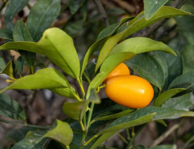 Ağaçta taze olgun kumkat meyvesi. seçici odak.