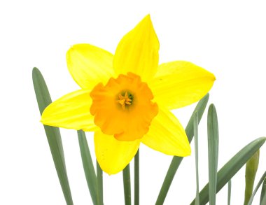Bi-color daffodils bright yellow petals with orange center trumpet isolated on white background clipart