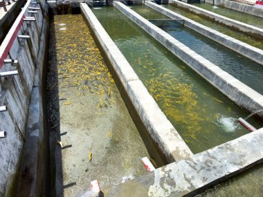 Cultivation of golden trout and other fish in concrete pools in swat valley, Pakistan. clipart