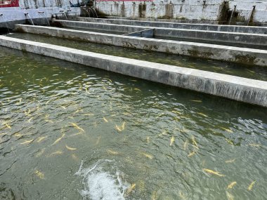 Breeding golden bright yellow color trout species in artificial concrete pond. Fish farming in swat valley, Pakistan clipart