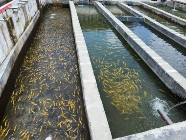 Golden trout fishes in water tank in a fish farm. Trout fish farming in Pakistan. clipart
