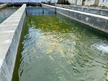 Countless trout fishes swimming in fish hatchery in swat, Pakistan clipart