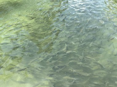 Gökkuşağı alabalık sürüsü berrak soğuk suda