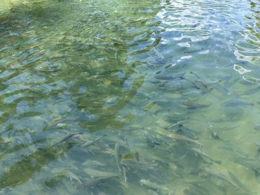 Beautiful rainbow trout swimming in crystal clear transparent water of a river in swat madyan chail valley, Pakistan clipart