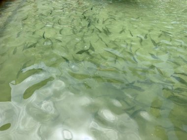 Balık çiftliğindeki bir gölde alabalıklar ve gökkuşağı alabalıkları