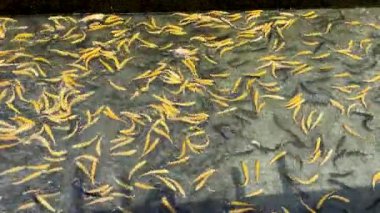 Altın ve Gökkuşağı Alabalık Çiftliği, Miyan Chail, Swat Valley 'de. Canlı Sarı Alabalık Balıklı Tatlı Su Havuzu.