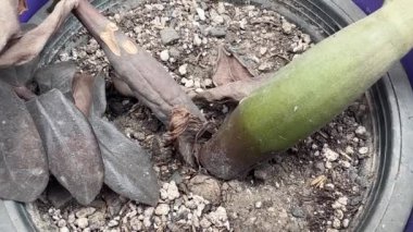 Hasarlı Bitki 'nin Yakın Görüntüsü. Hastalık ve Çürüme Belirtileri.