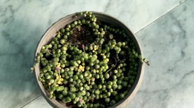 Değişik İnci Dizisi Senecio Rowleyanus yakın çekim görüntüsü