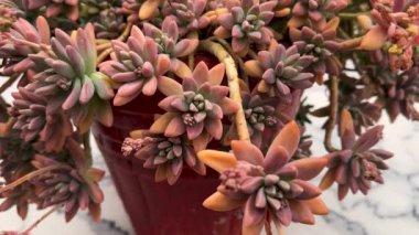 Sedum Sulu Bitki Vibrant Yeşillik Kapanışı