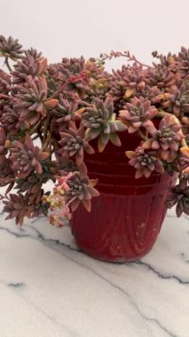 graptopetalum paraguayense bronz sulu yakın plan
