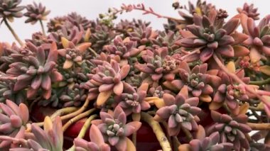 Sulu bitki, bilimsel isim; Graptopetalum paraguayense veya Sedum adolphii