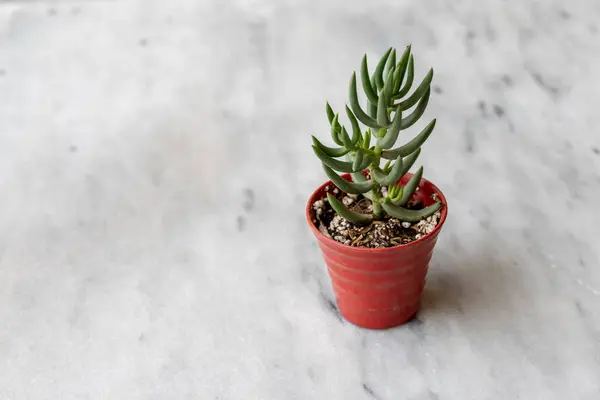 stock image Miniature pine tree crassula tetragona succulent in a small pot