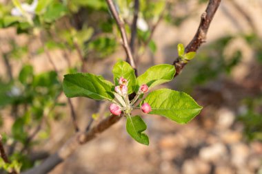 Bahar Zamanı Elma Çiçekleri Badem Meyve Ağacında