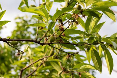 Ağaçta yeşil badem