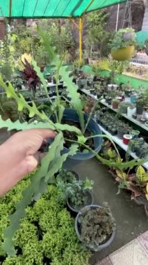 Disocactus anguliger (syn. Epiphyllum anguliger, genellikle balık kemiği kaktüsü veya zig zag kaktüsü olarak bilinir.
