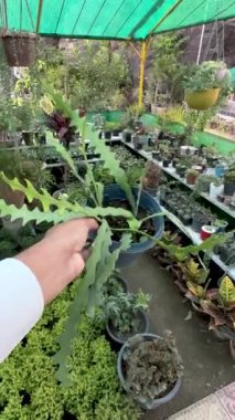 Balık Kemiği Kaktüsü, Zig Zag bitkisi ve Epiphyllum Anguliger olarak da bilinir.