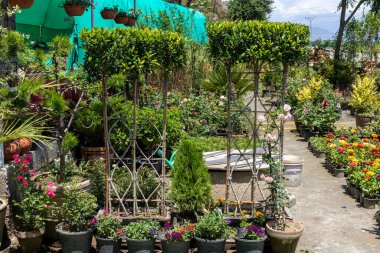 Ficus bitkisi ustalıkla eğitilmiş ve perde ya da çit şeklinde budanmış.