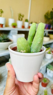 Close-up of Trichocereus bridgesii monstrose cactus in white ceramic pot clipart