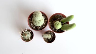 Tephrocactus kaktüsünün farklı çeşitleri.