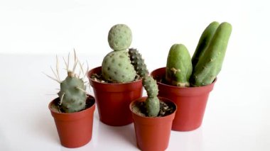 Tephrocactus kaktüsü beyaz arka planda farklı türde bitki yetiştirir.