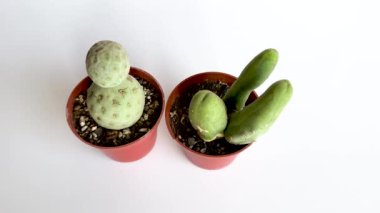 Tephrocactus geometriksi ve Trichocereus bridgesii canavar kaktüsü