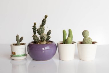 Paper spine, Penis cactus and Tephrocactus isolated on white background