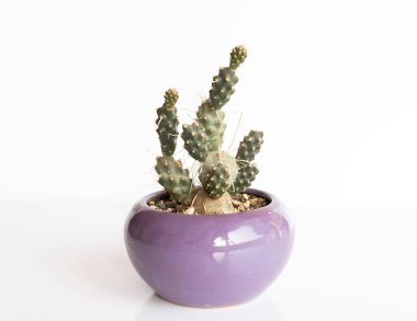 Kağıt Omurga Kaktüsü (Opuntia papyracantha), beyaz arka planda izole edilmiş mor bir bitki yetiştiricisidir.