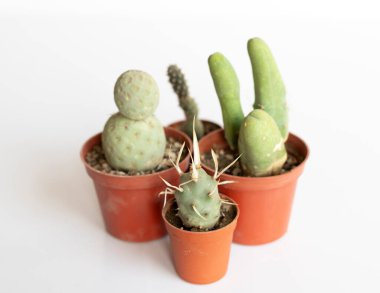 Trichocereus ve Tephrocactus beyaz arka planda izole edilmiş farklı türde kaktüsler.