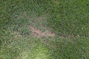 Çıplak benekli çimen yaması. Karıncalar çimlere yuva yapar. Karınca kolonisi tarafından hasar gördü..