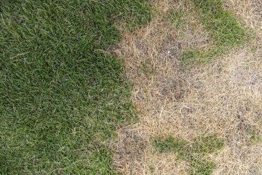 Yeşil ve Kahverengi Çim Yaması