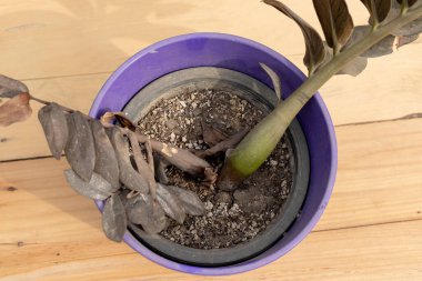 Black ZZ plant stem rot in a pot. Top view. clipart