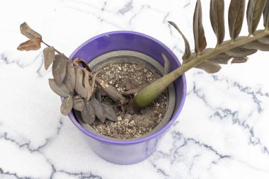 Zamioculcas Zamiifolia plant base rotten in a pot clipart