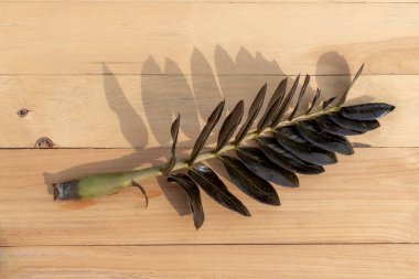 Black zamioculcas zamiifolia plant stem on a wooden background clipart